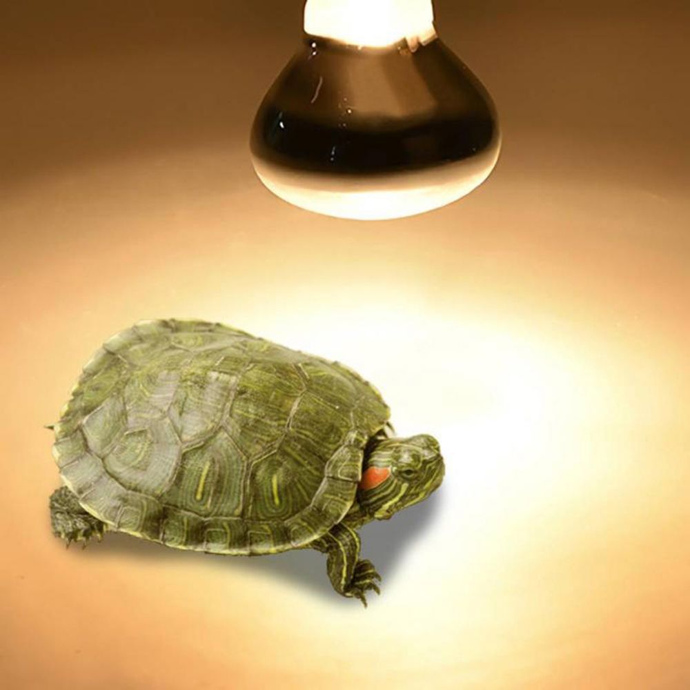 หลอดไฟฮาโลเจนสำหรับสัตว์ครึ่งบ - Basking Bulb Halogen บทวิจารณ์และราคา